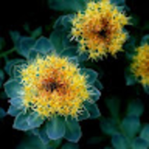rose_root